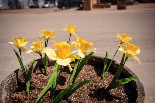 Daffodils in Fairplay